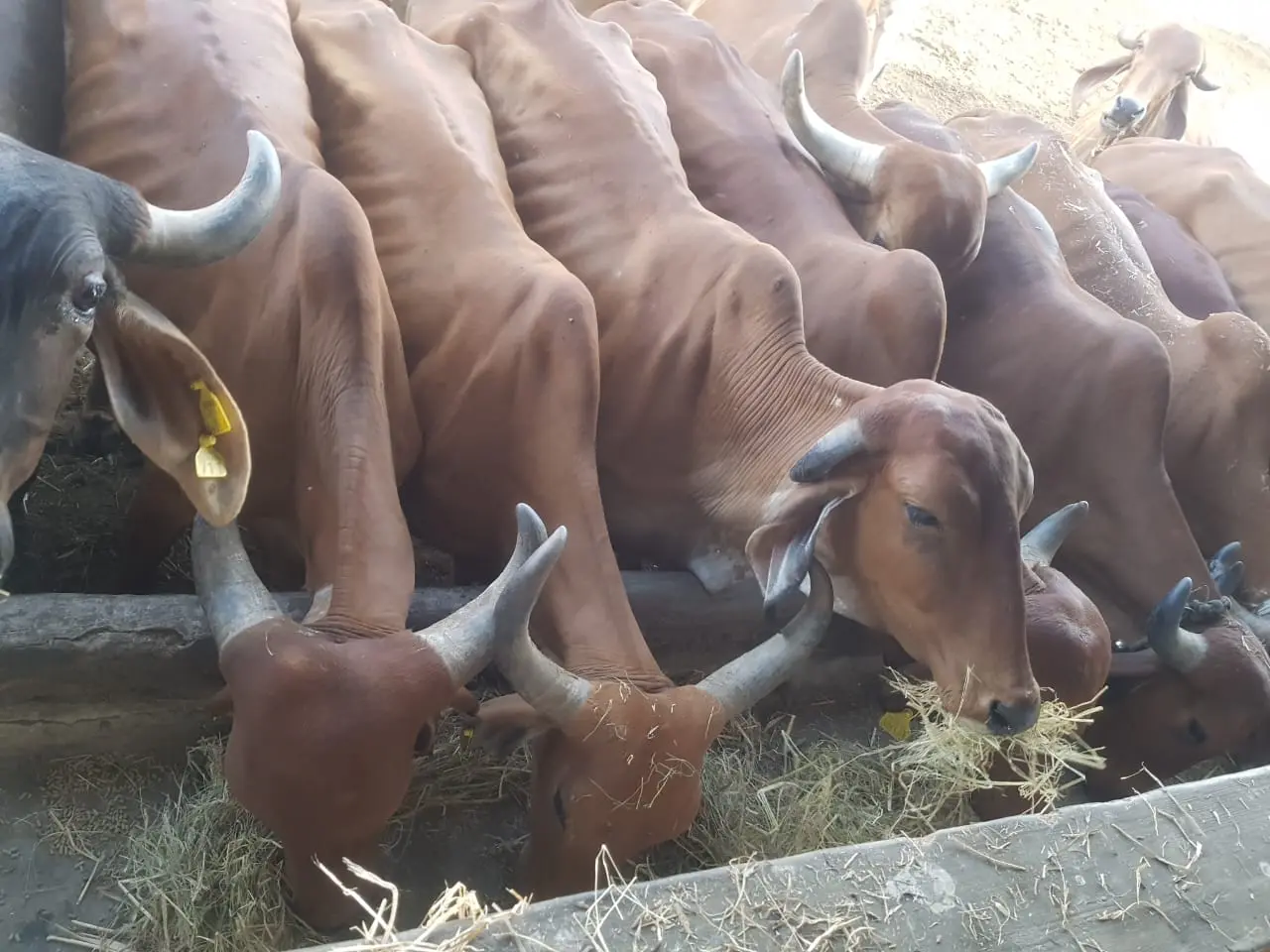 Ambe Group of Schools | Social Initiatives